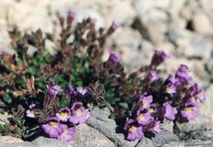 Chaenorrhinum origanifolium 'Pyrénées'
